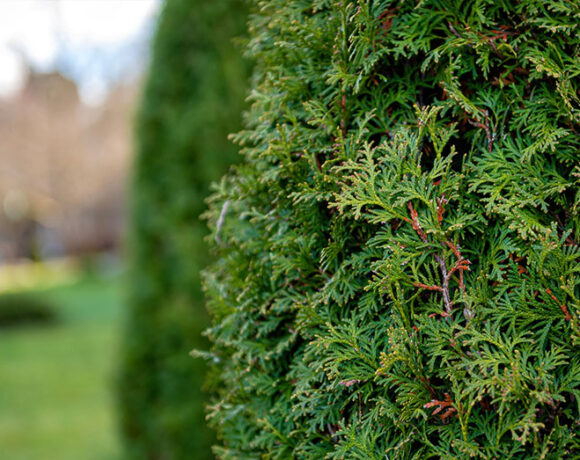 Landscaping Industry Theme. Newly Built Backyard Garden Drip Irrigation System.