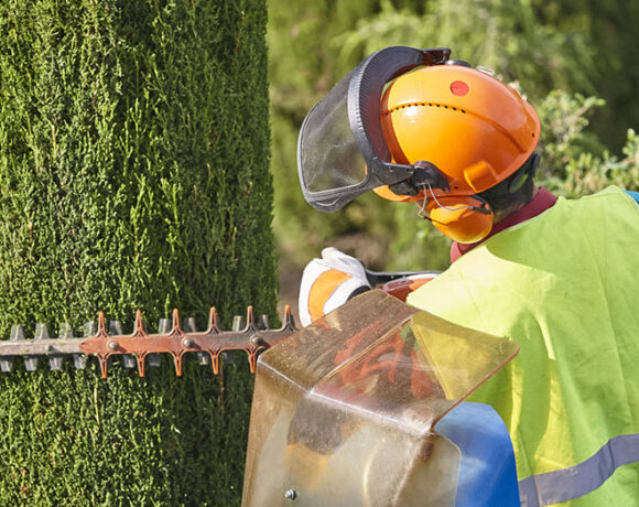 Taime hoolduslõikus