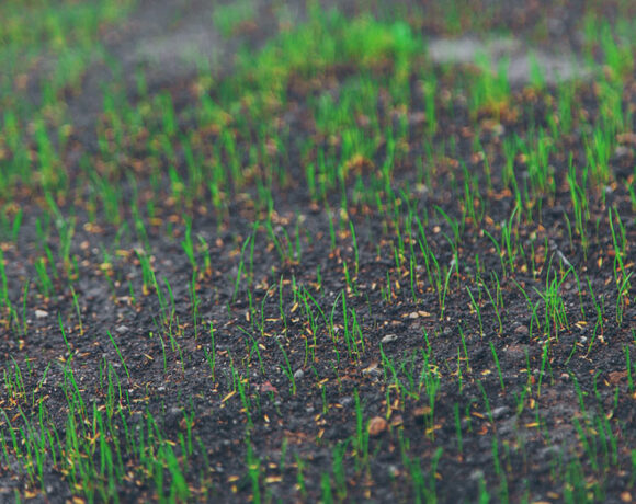 Landscaping Industry Theme. Newly Built Backyard Garden Drip Irrigation System.