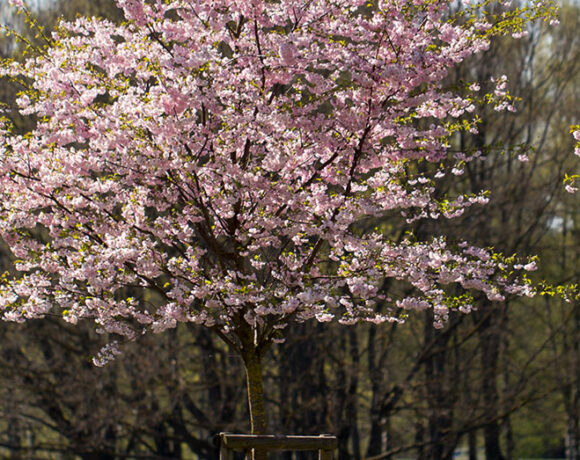 Landscaping Industry Theme. Newly Built Backyard Garden Drip Irrigation System.