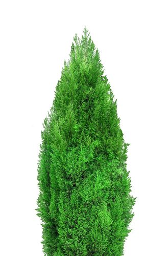 green tree isolated on white